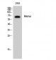 Mena Polyclonal Antibody